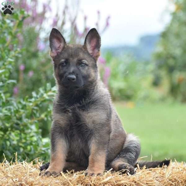 Emily, German Shepherd Puppy