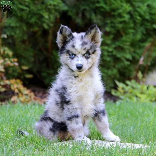 Emily, Pomsky Puppy