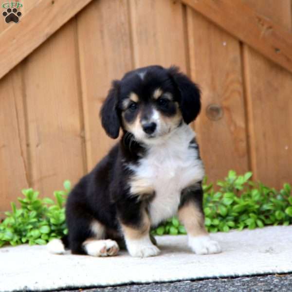 Emily, Dachshund Mix Puppy