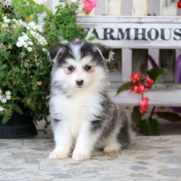 Emily, Siberian Husky Mix Puppy