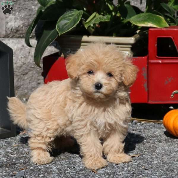 Emily, Maltipoo Puppy