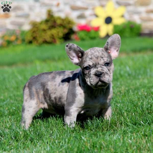 Emily, French Bulldog Puppy