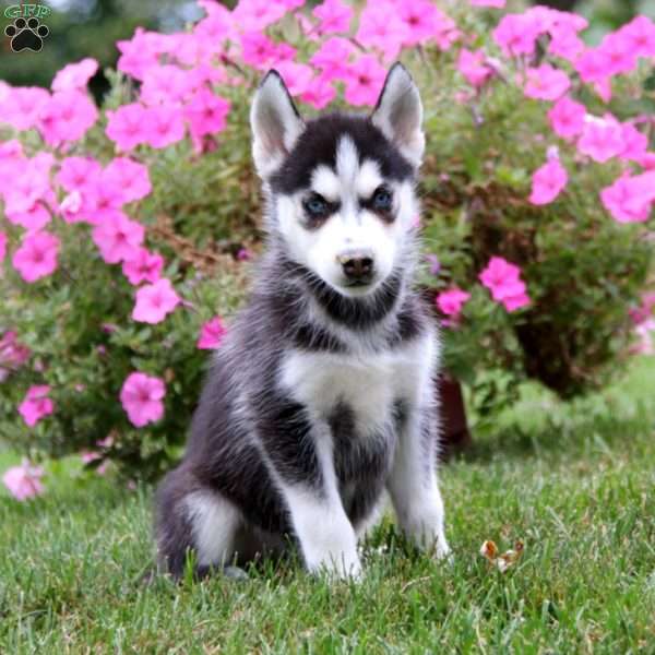 Emily, Siberian Husky Puppy