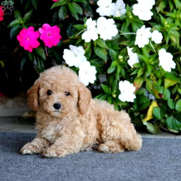 Emily, Mini Labradoodle Puppy