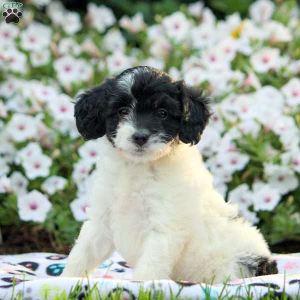 Emma, Cavapoo Puppy