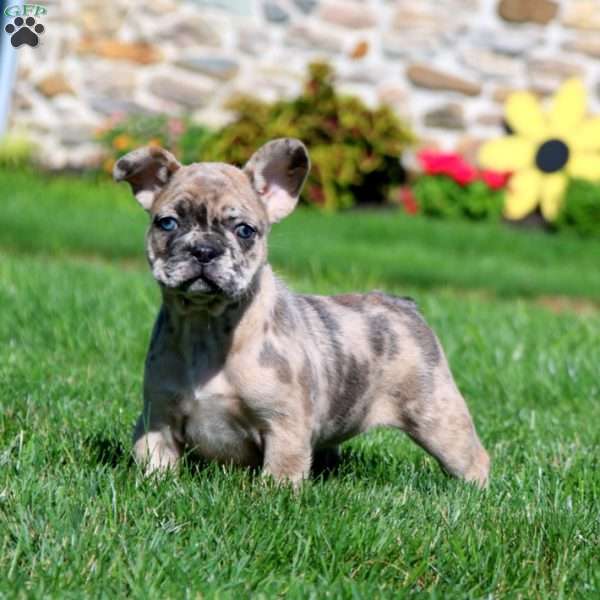 Emma, French Bulldog Puppy