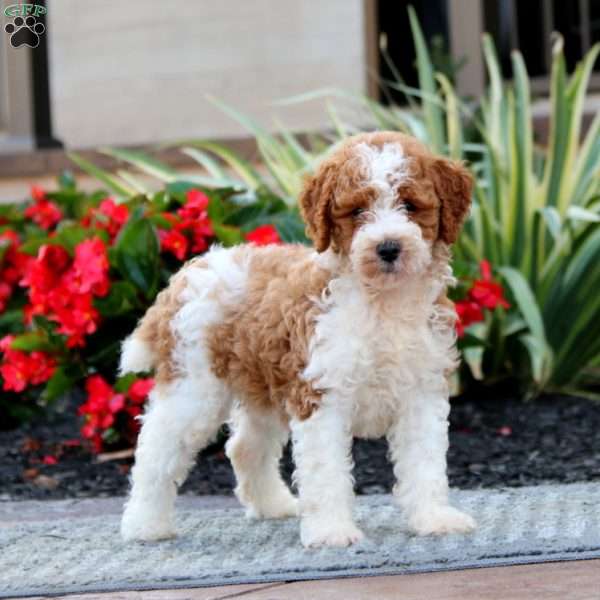 Emma – Moyen, Miniature Poodle Puppy