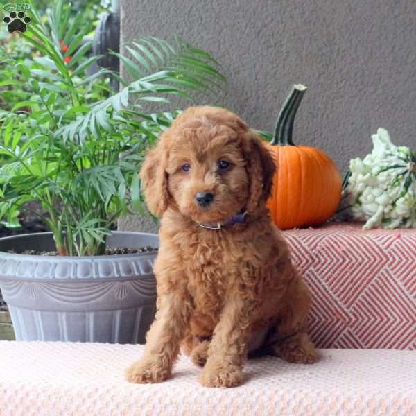 Emmett, Mini Goldendoodle Puppy