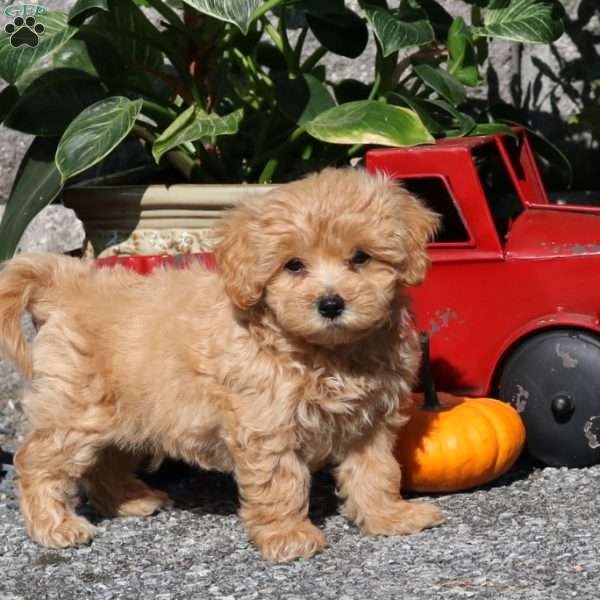 Emmitt, Maltipoo Puppy