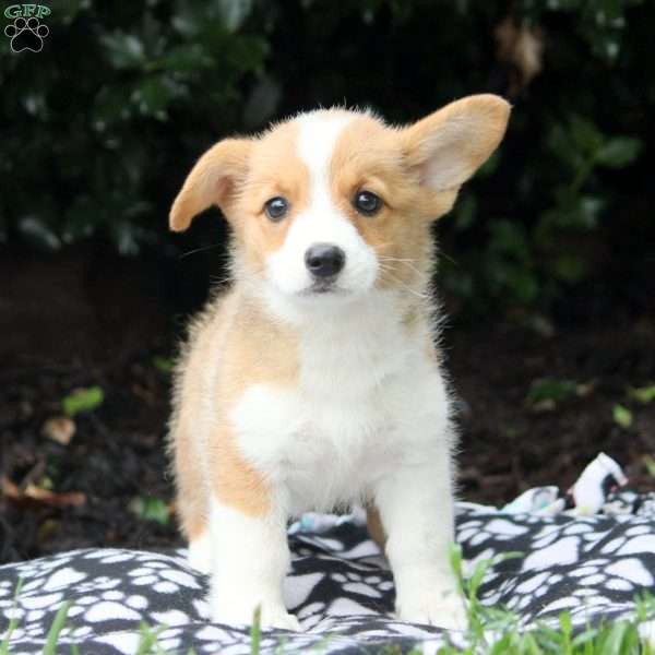 Emmy, Pembroke Welsh Corgi Puppy