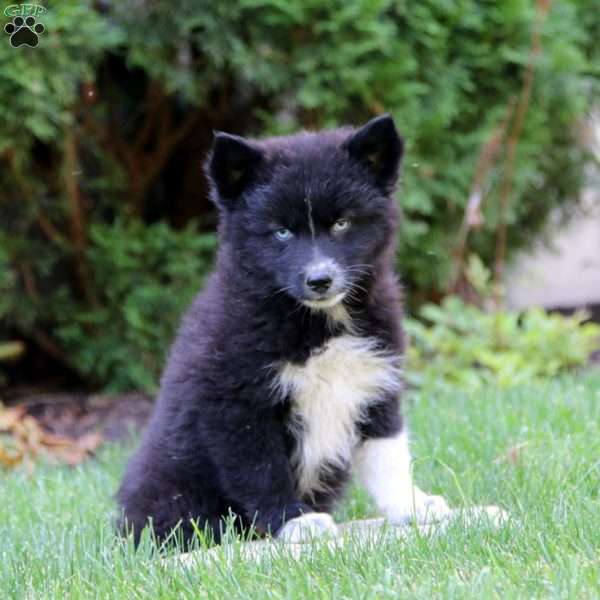 Eric, Pomsky Puppy