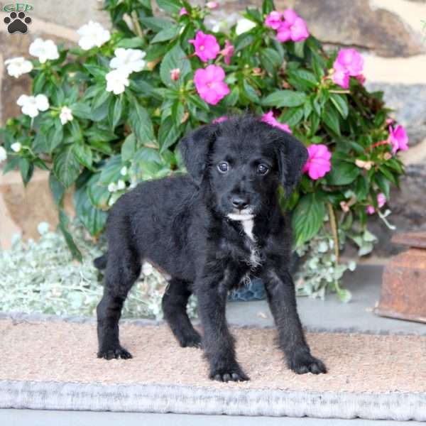 Eric, Miniature Poodle Mix Puppy