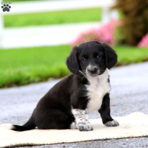 Eric, Dachshund Mix Puppy