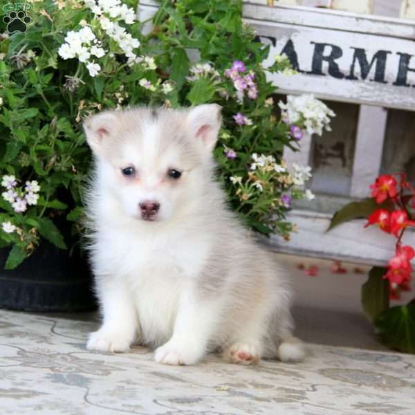 Eric, Siberian Husky Mix Puppy