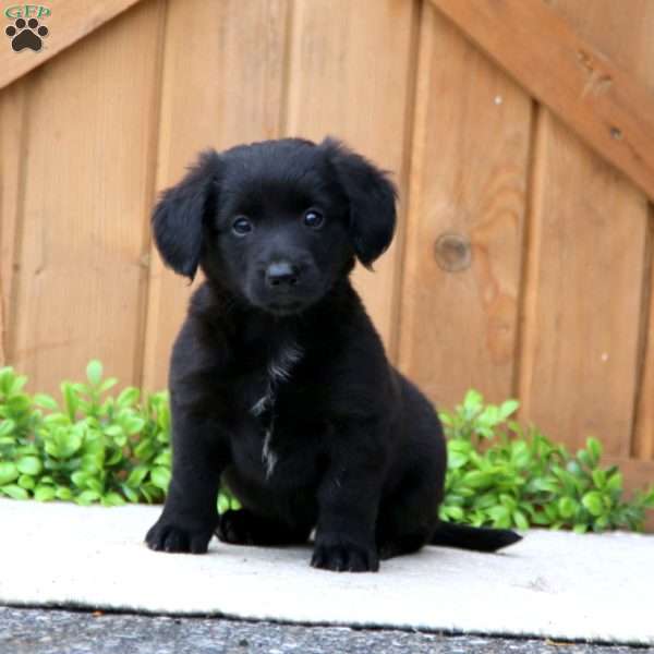 Erma, Dachshund Mix Puppy