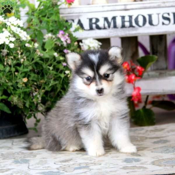 Erma, Siberian Husky Mix Puppy