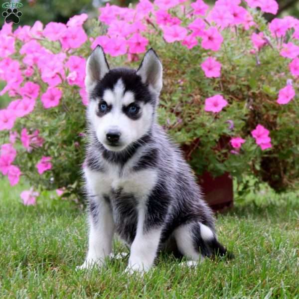 Erma, Siberian Husky Puppy