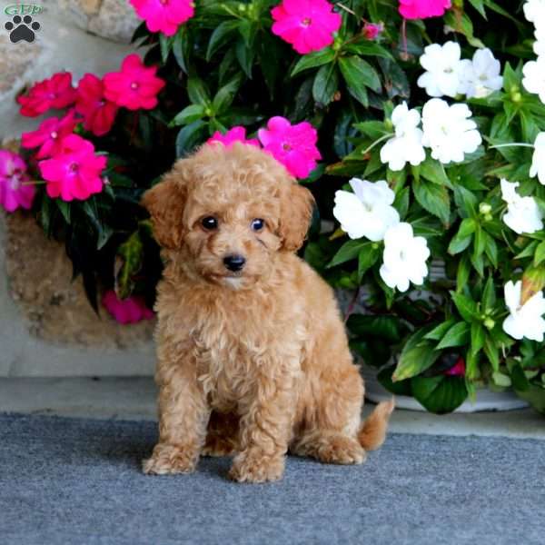 Erma, Mini Labradoodle Puppy