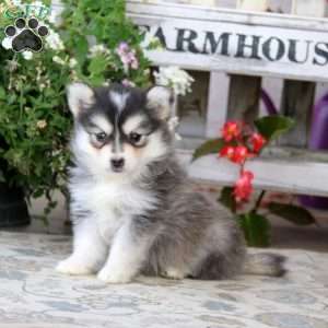 Erma, Siberian Husky Mix Puppy