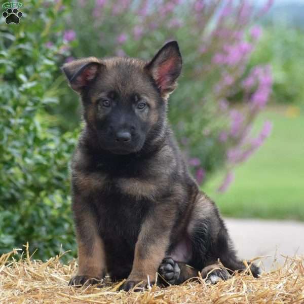 Ernie, German Shepherd Puppy