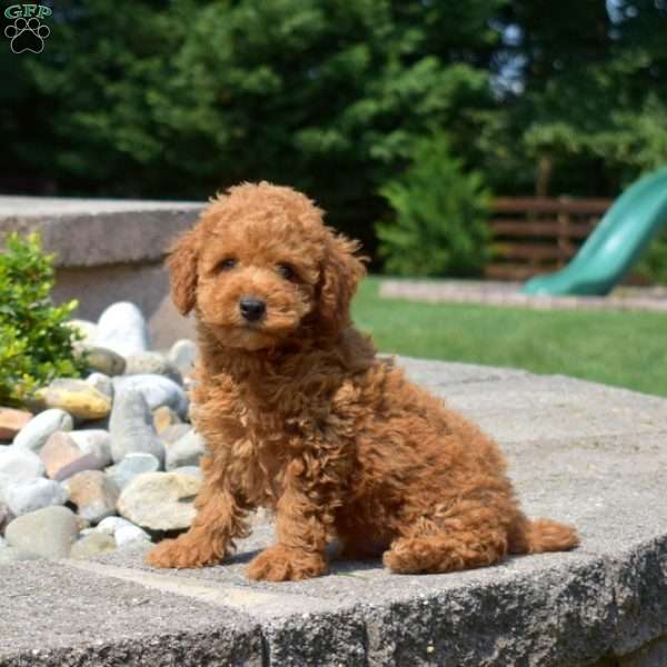 Ernie, Miniature Poodle Puppy