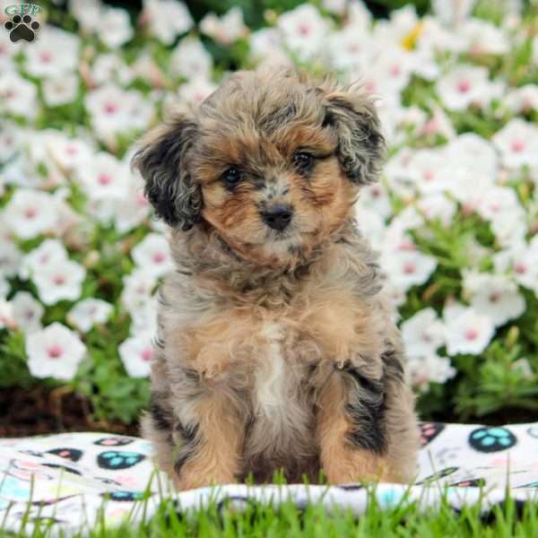 Esther, Cavapoo Puppy