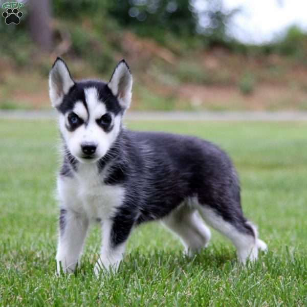 Esther, Siberian Husky Puppy