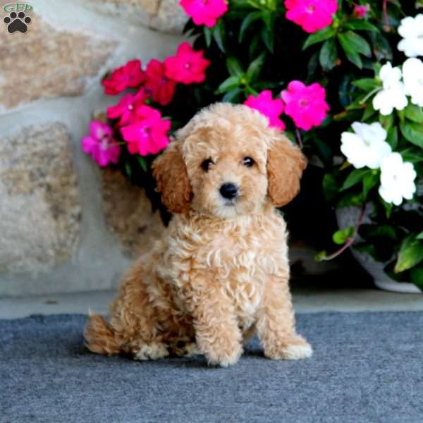 Esther, Mini Labradoodle Puppy