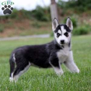 Esther, Siberian Husky Puppy