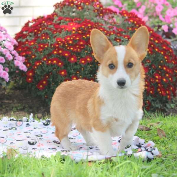 Ethan, Pembroke Welsh Corgi Puppy