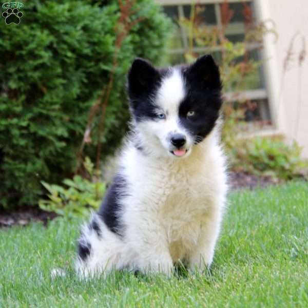 Ethan, Pomsky Puppy