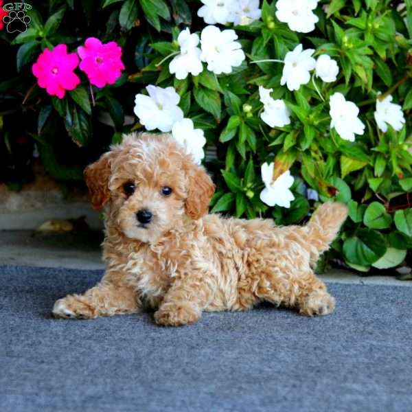 Ethan, Mini Labradoodle Puppy