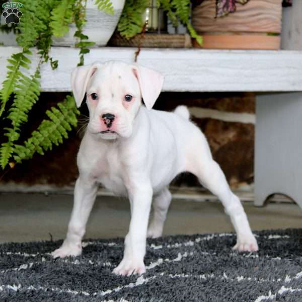 Ethan, Boxer Puppy