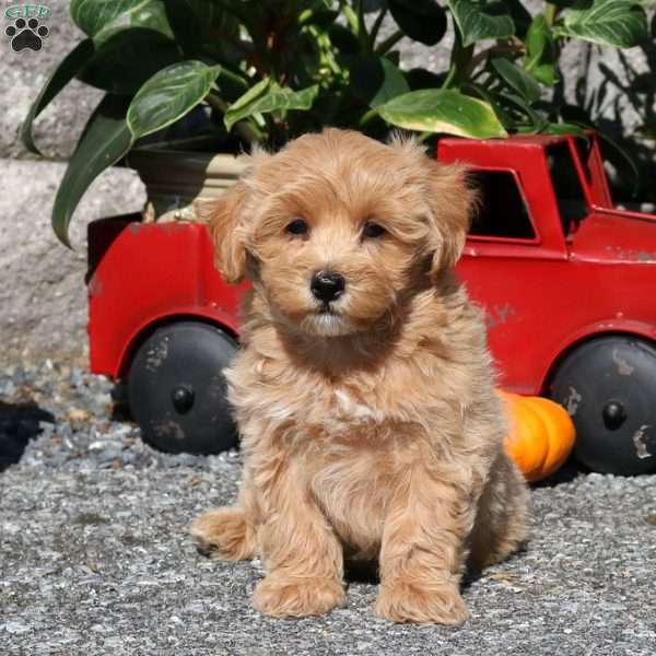 Ethan, Maltipoo Puppy