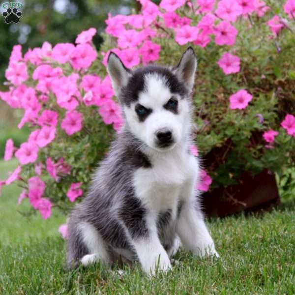 Ethan, Siberian Husky Puppy