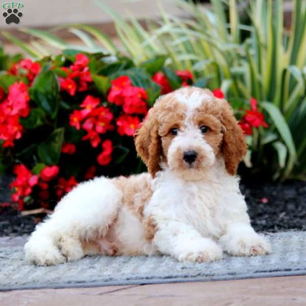 Ethan – Moyen, Miniature Poodle Puppy