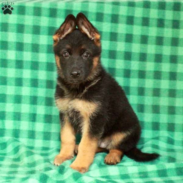 Eton, German Shepherd Puppy