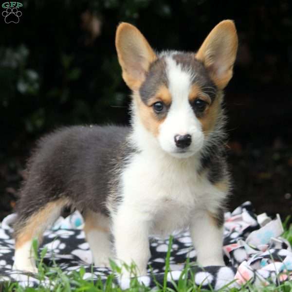 Eva, Pembroke Welsh Corgi Puppy