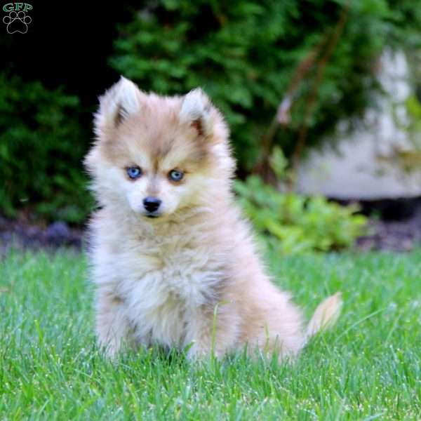 Eva, Pomsky Puppy