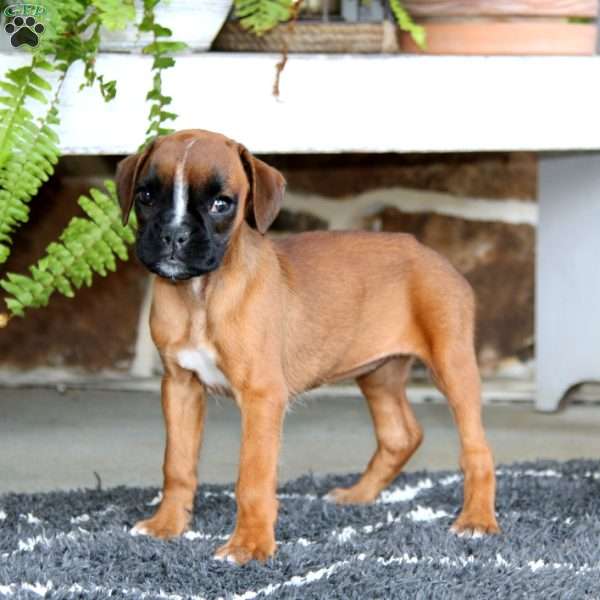 Eva, Boxer Puppy