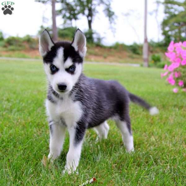 Eva, Siberian Husky Puppy