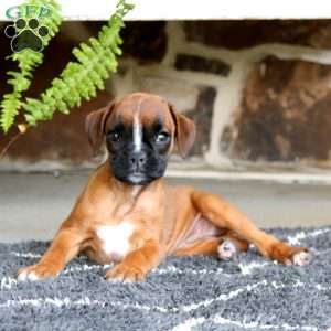 Eva, Boxer Puppy