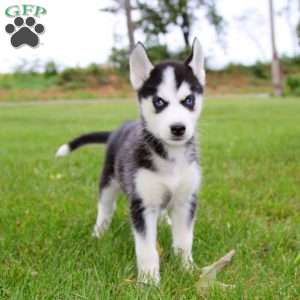 Eva, Siberian Husky Puppy