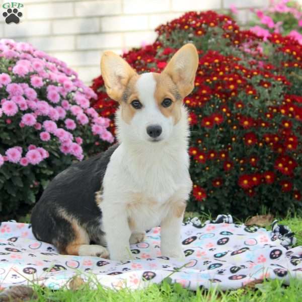 Evan, Pembroke Welsh Corgi Puppy