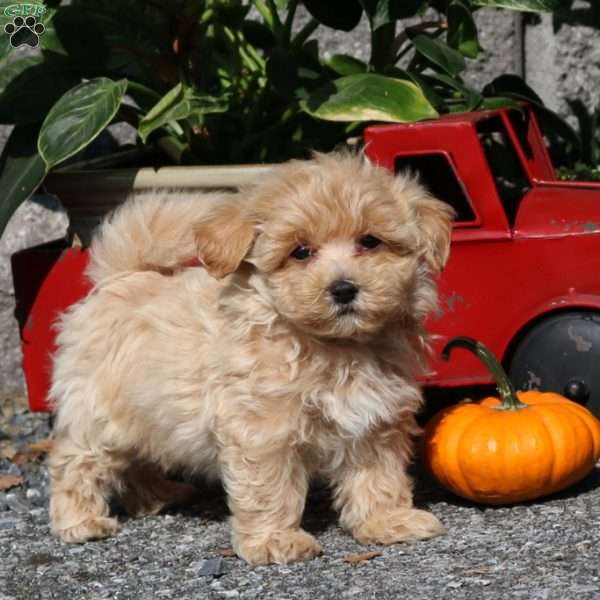 Evander, Maltipoo Puppy