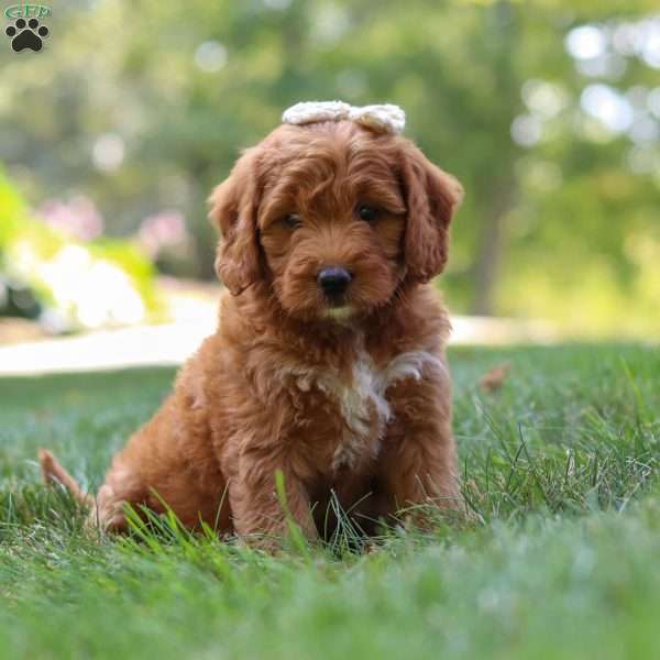 Eve, Goldendoodle Puppy