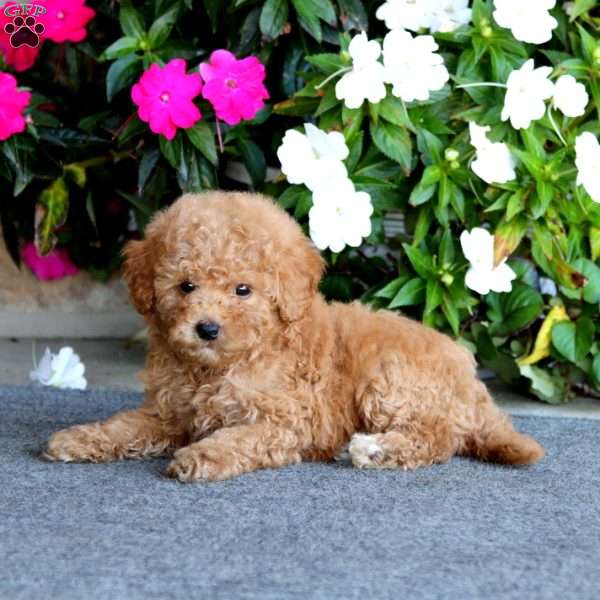 Everest, Mini Labradoodle Puppy