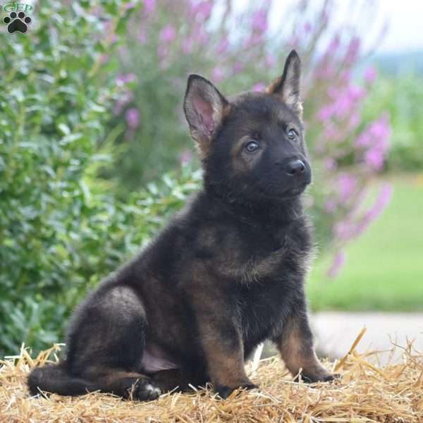 Everett, German Shepherd Puppy