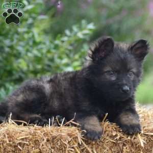 Everly, German Shepherd Puppy