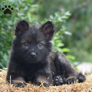 Everly, German Shepherd Puppy